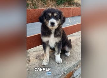 Carmen,geb.03/25,hübsches Hundemädel sucht ihre Familie