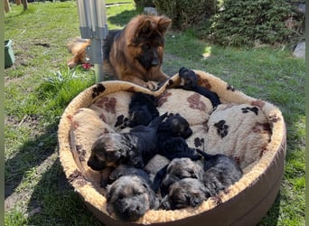 Deutsche Schäferhunde Langstockhaar