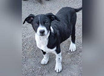 Wunderbare ♥♥ Wilma ♥♥ wartet bereits in 04157 Leipzig auf ihre Für-Immer-Menschen