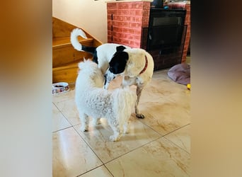 Hübsche Iris sucht liebe Familie