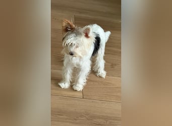 Fussel, Biewer-Terrier, Rüde, 4 Monate, 20 cm