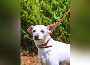 Crystal, Mix Pinscher / Chihuahua, lieb und verträglich