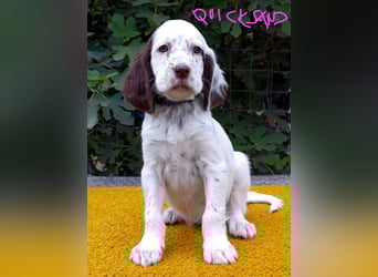 English setter Welpen (3 Rüden, 2 Hündinnen)