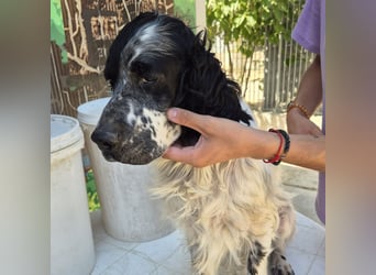 Lord  - ein ruhiger, wunderbarer Setter sucht sein liebevolles Zuhause!