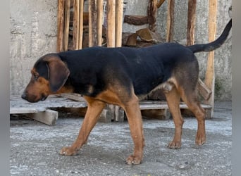 Levi ❤️ Bracke-Mix, verspielt+ aufgeschlossen