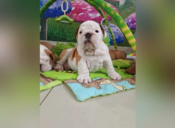 Englische Bulldogge Welpen mit FCI Papiere