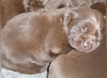 Labrador - Welpen