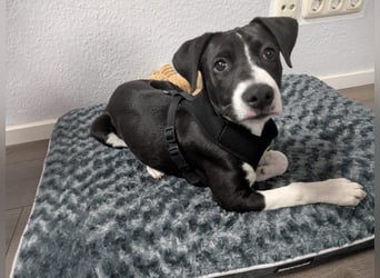 Welpe Kira sucht ihr Für-Immer-Zuhause ❤️