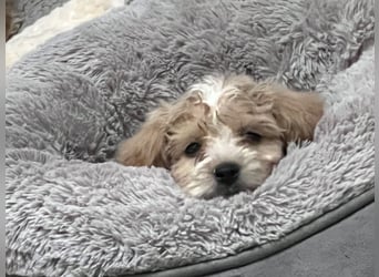 Maltipoo - Welpen - Rüden und Hündin