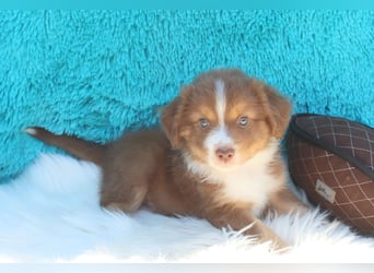 Super schöne Miniature Australian Shepherd Schmusebärchen aus liebevoller Hausaufzucht .