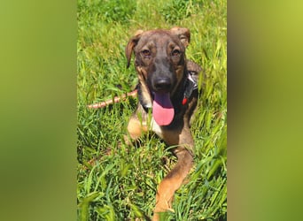 Buddy❤️ - sanfter Kerl mit dem großen Herz sucht seine Menschen