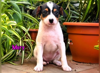 Mery 02/2025 (ESP) - neugierige, kleine Podenco-Bodeguero Mix Welpin!