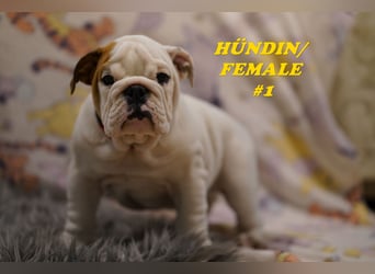 Bezaubernde  & Freiatmende Englische Bulldogge Babys auf Familiensuche