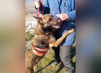 Lio - Best Buddy gesucht!