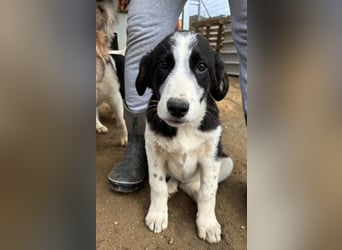 Cosimo, bereits auf PS in DE, sucht wundervolle Familie und Zuhause für immer!