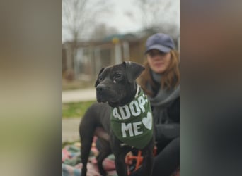 Agora,unaufdringlicher Staffi sucht seine Menschen in NL/CH/A oderSWE