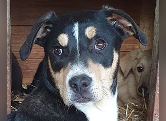 ♥COLLINO♥ zuckersüßer, lebhafter,charmanter Junior - ein echter Hingucker 36cm (noch etwas wachsend)