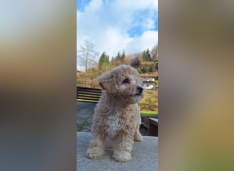 maltipoo Welpen Stammbaum
