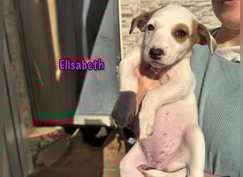 Elisabeth 02/2025 (ESP) - verschmuste, süße Podenco-Bodeguero Mix Welpin!