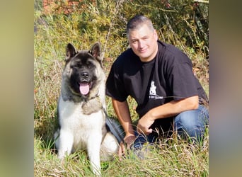 Echte reinrassige American Akita Welpen