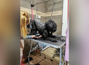 Mimi und Matyi suchen gemeinsam ein neues Zuhause