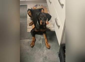 Brandlbracken Mix * BOBBY * wartet in PLZ 75428 auf Besuch