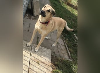 Balu, unsicherer Kangal-Mix