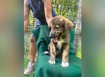 Atilla - Ist das Glück jetzt zum Greifen nah ?