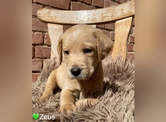 Labradoodle F1 apricot