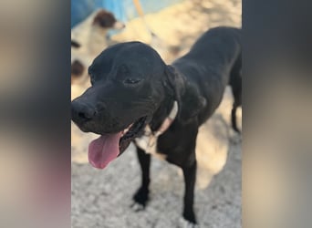 Leo, sucht seine Familie
