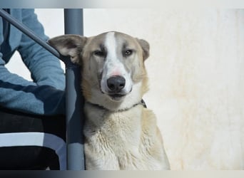 Josemi, verspielt, sportlich,höflich und verschmust