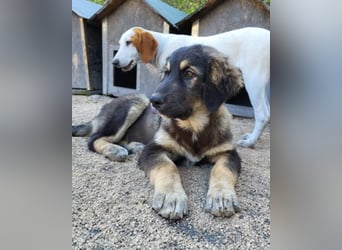 Aramis ❤️ liebevoll aufgeweckter Jungrüde