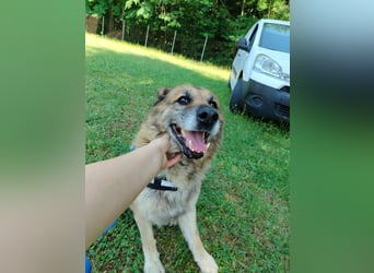 Sonnenschein Benji sucht sein Happy End, Schäferhund Mischling