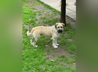 ♥STRUPPI♥ neu auf Pflegestelle bei Köln - sehr hübscher, ganz lieber Junghund 49 cm