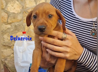 Delacroix 11/2022 (ESP) - verspielter, liebevoller und sportlicher Jagdhund-Mix Junghund!