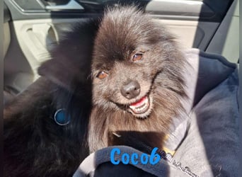 Coco6 09/2019 (in Deutschland) - Pomeranian Zwergspitz Mix sucht verantwortungsvolle Menschen!