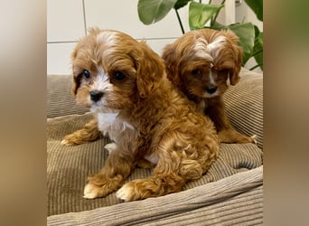 Cavapoo, Pudel, Cavalier King Charles Spaniel