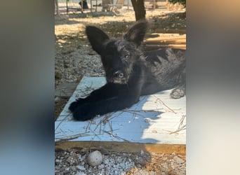 Manuela, ein süßes Hundekind