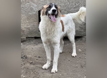 JAMY, Rüde, 1,5 Jahre, 46cm, Mischling, Tierschutz
