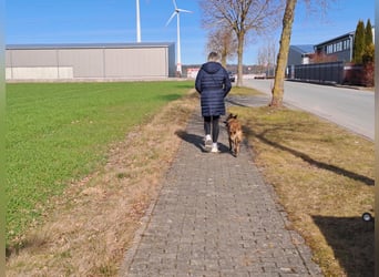 Brutus ein sportlicher verschmuster Malimix