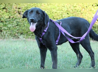 Hübsche Hazel sucht ein Zuhause....