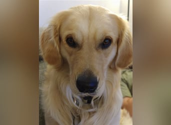 Golden Retriever Deckrüde