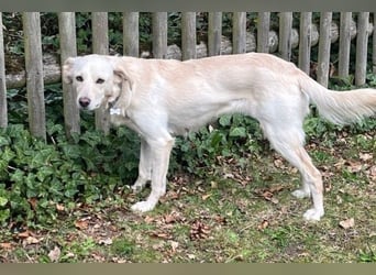 Miranda - Familie fürs Leben gesucht (82041 Deisenhofen)
