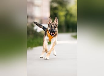 Besondere Deya sucht warmes Körbchen