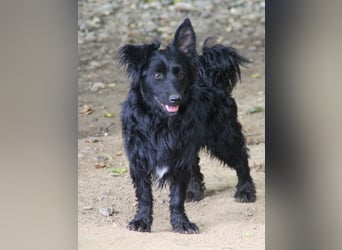 Kuschelkönigin CAPRI liebt die Nähe der Menschen sehr