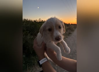 Sunny – kleines Hundemädchen sucht ihr Glück
