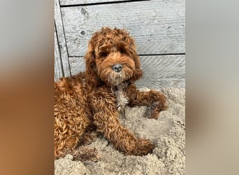 Cockapoo. F1 American Wurfankündigung Mai 2025