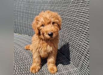 Labradoodle F1 apricot