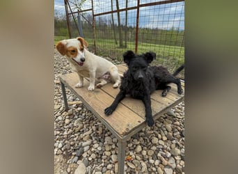 Verspielte GABRIELLA sucht Kuschelpartner fürs Leben