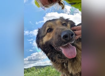 Ein Bärchen an Hündin, MALINA. Einfach nur lieb! SEHR menschenbezogen, ausgeglichen und lieb